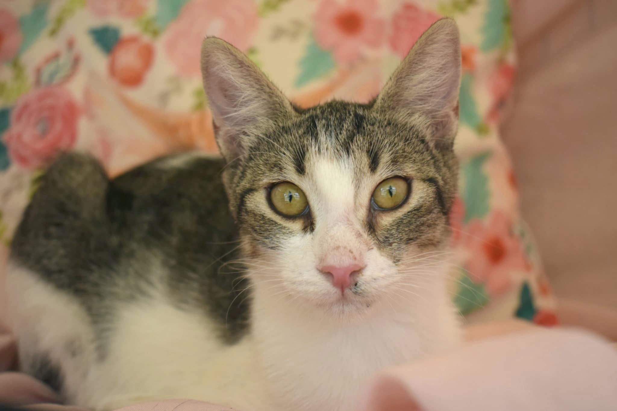 Ruby - gereserveerd - Afbeelding 7