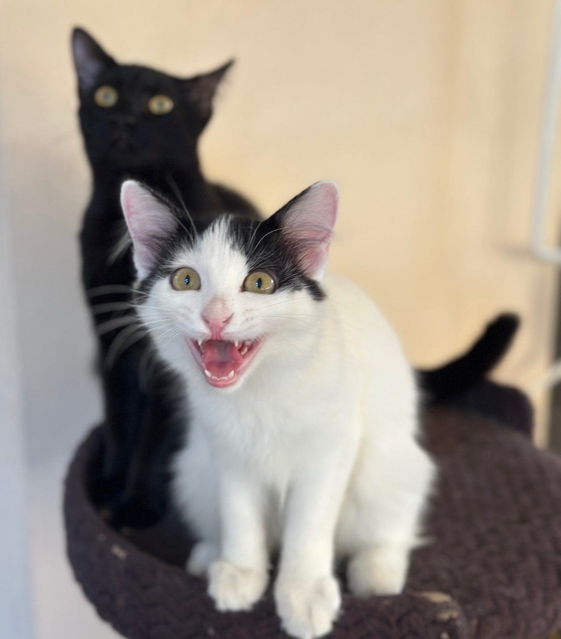 Dolly & Molly zijn kittens en binnenkatten