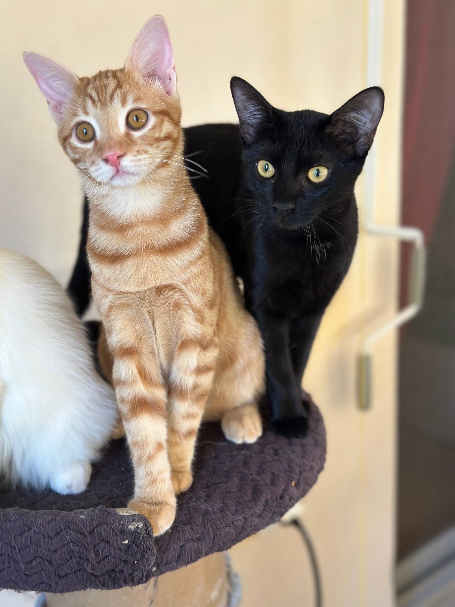 Dolly & Molly - Afbeelding 11