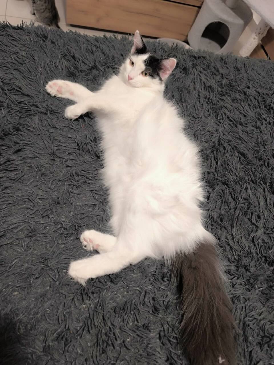 Dolly & Molly - Afbeelding 12