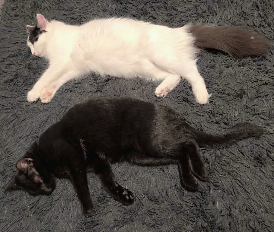 Dolly & Molly - Afbeelding 13