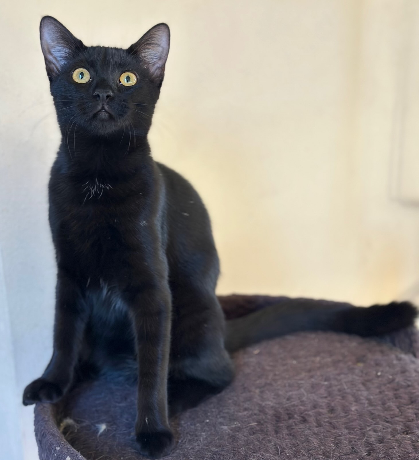 Dolly & Molly - Afbeelding 5