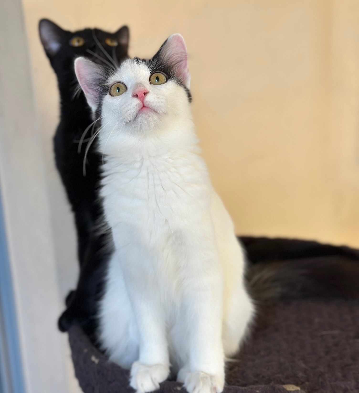 Dolly & Molly - Afbeelding 6