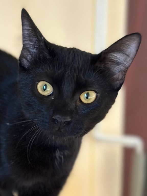 Dolly & Molly - Afbeelding 7