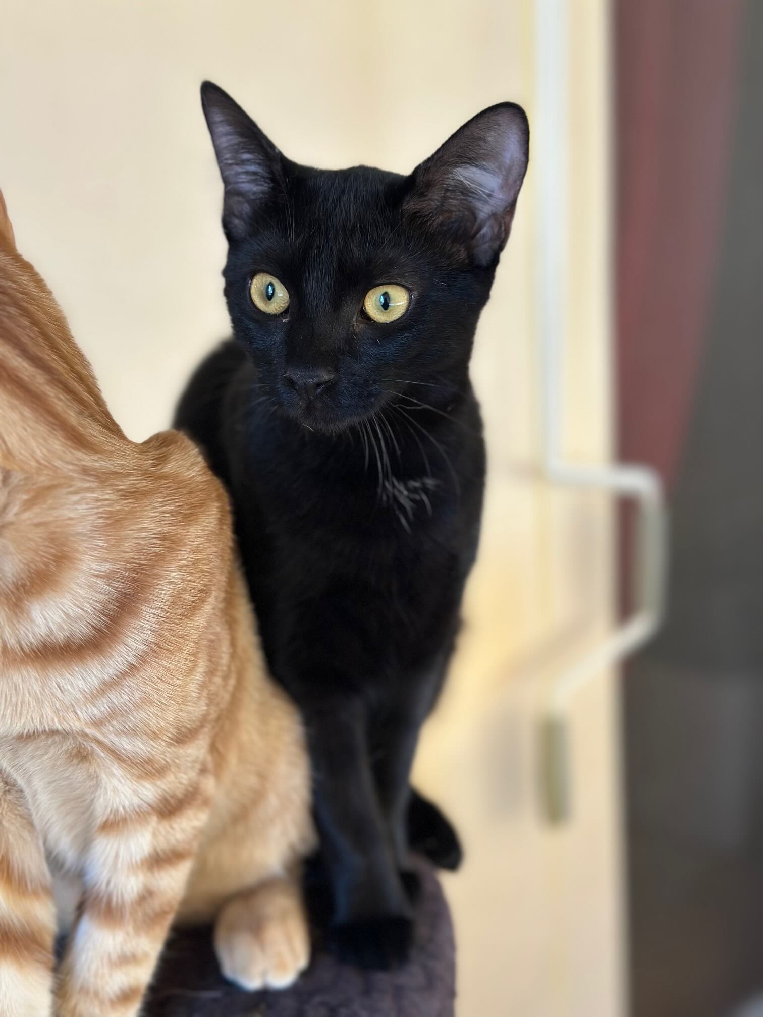 Dolly & Molly - Afbeelding 8