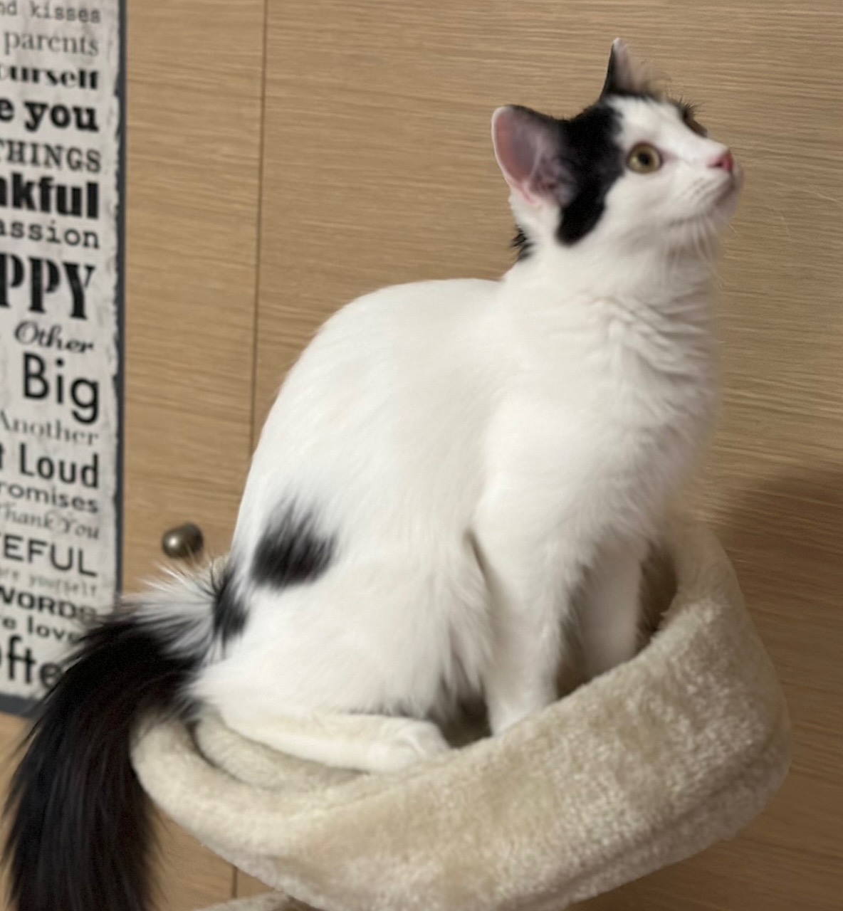 Dolly & Molly - Afbeelding 2