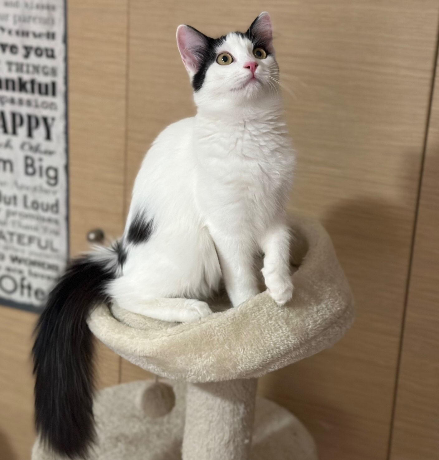 Dolly & Molly - Afbeelding 4