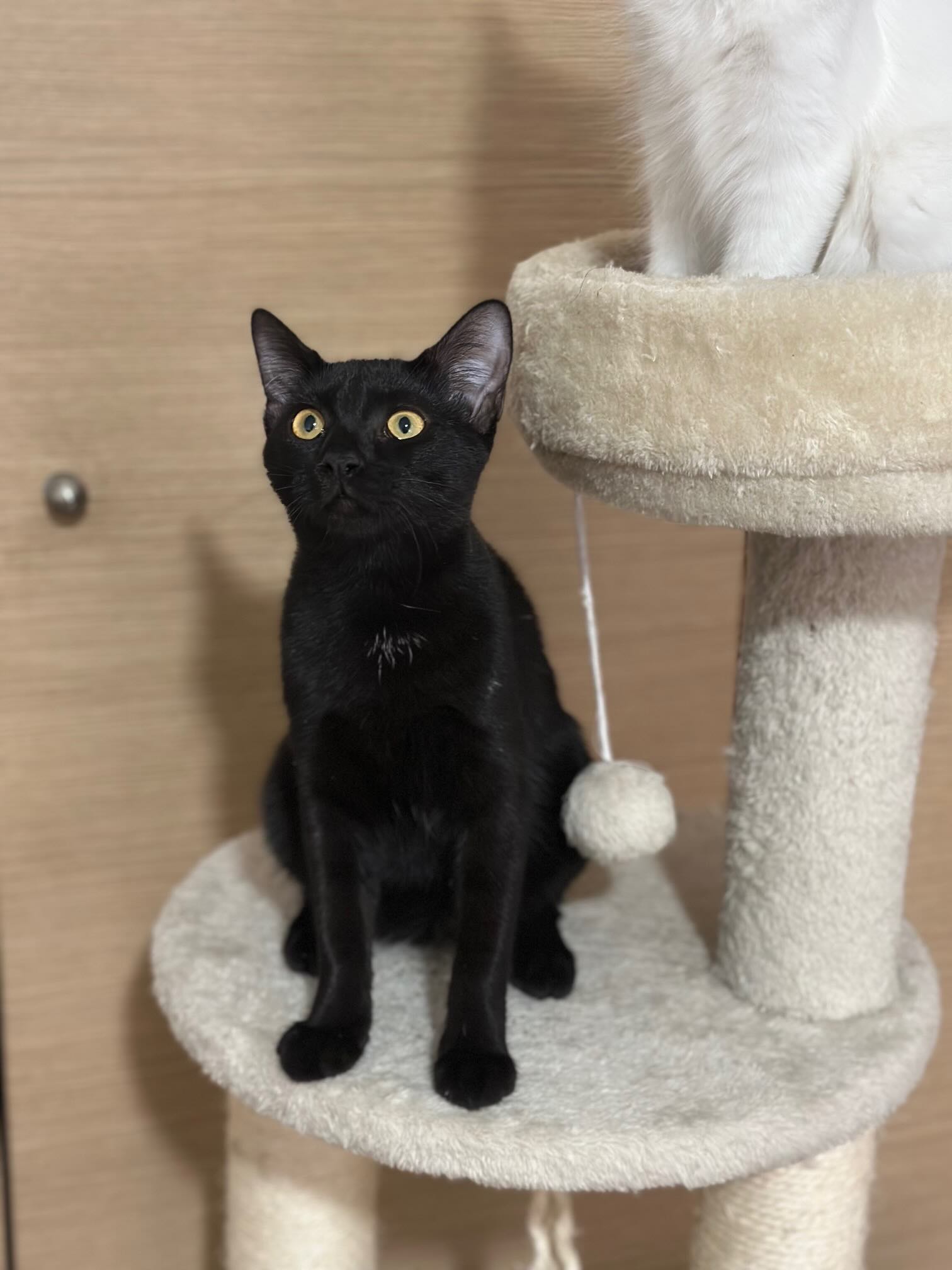 Dolly & Molly - Afbeelding 9