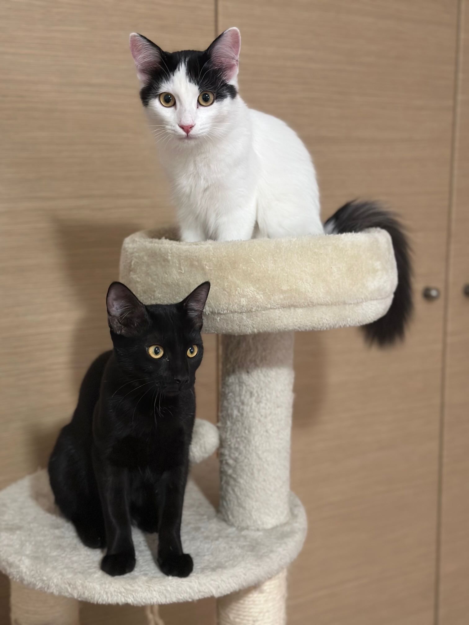 Dolly & Molly - Afbeelding 10