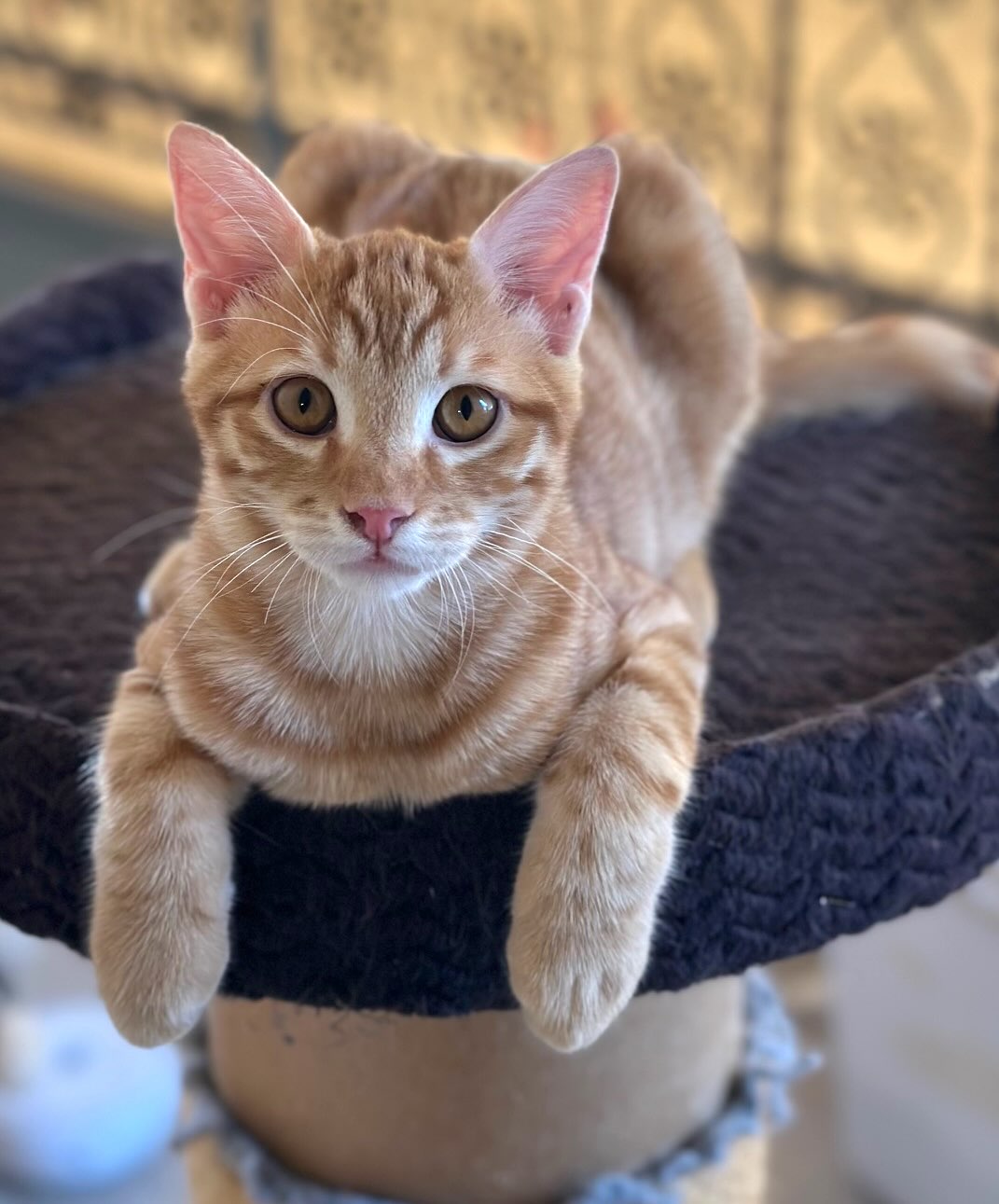 Elvis - Afbeelding 2