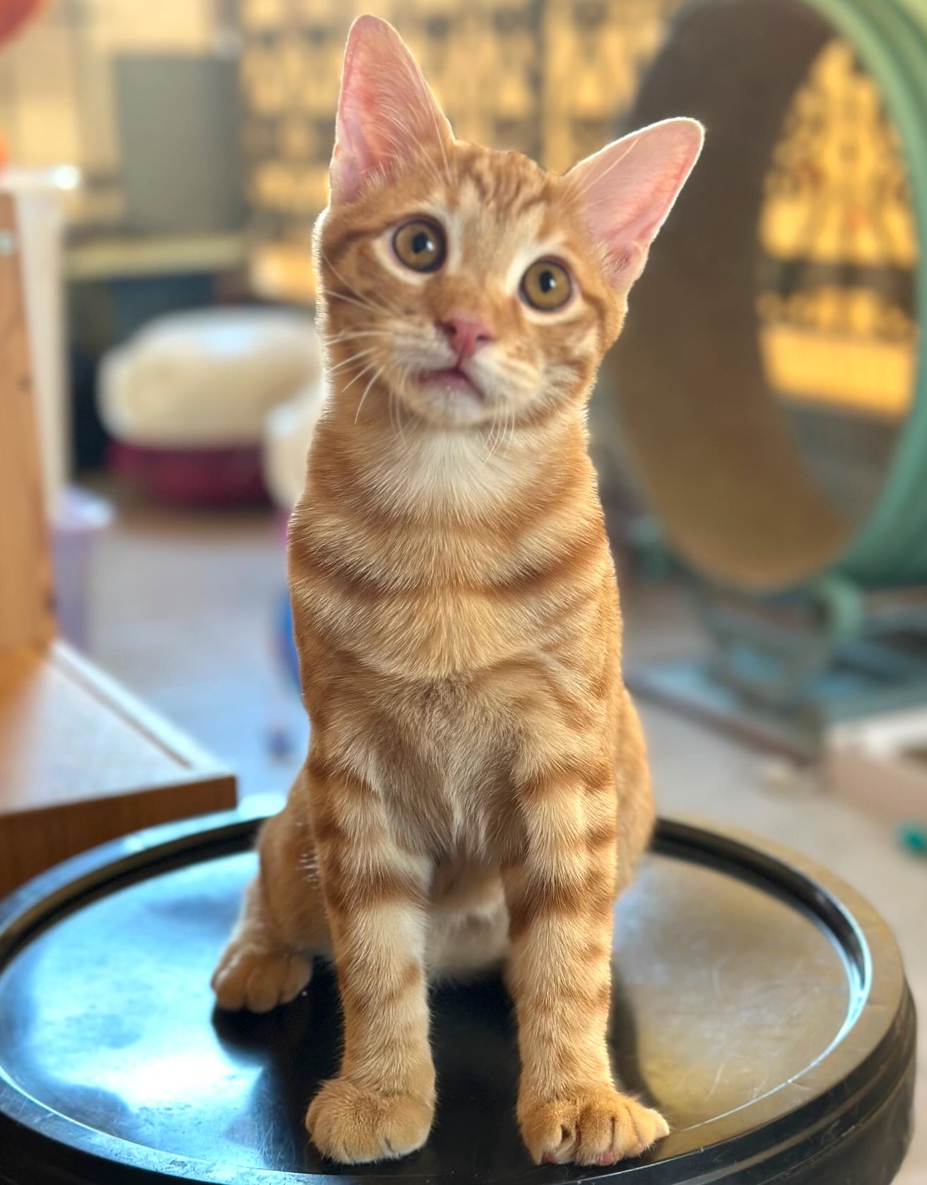 Elvis - Afbeelding 10