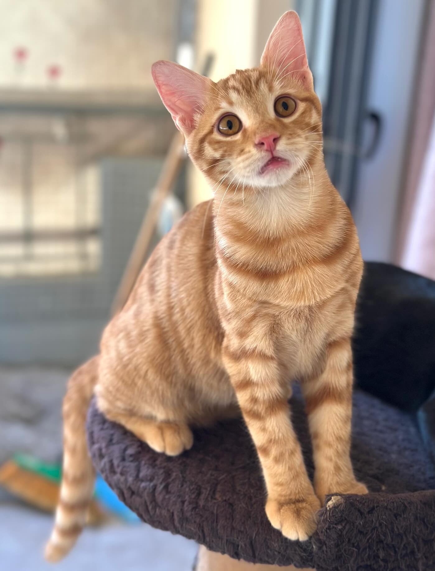 Elvis - Afbeelding 11