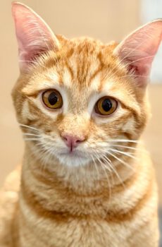 Rode kater Elvis is een binnenkat