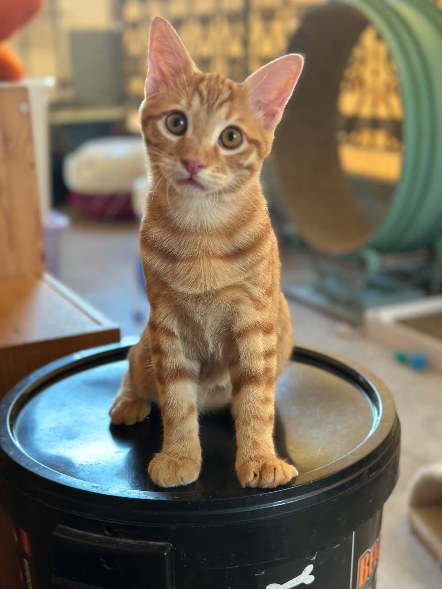 Elvis - Afbeelding 4