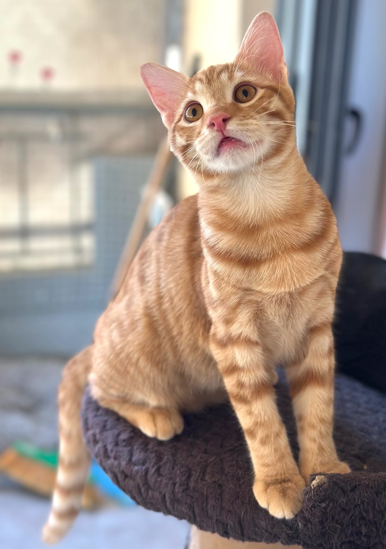 Elvis - Afbeelding 5