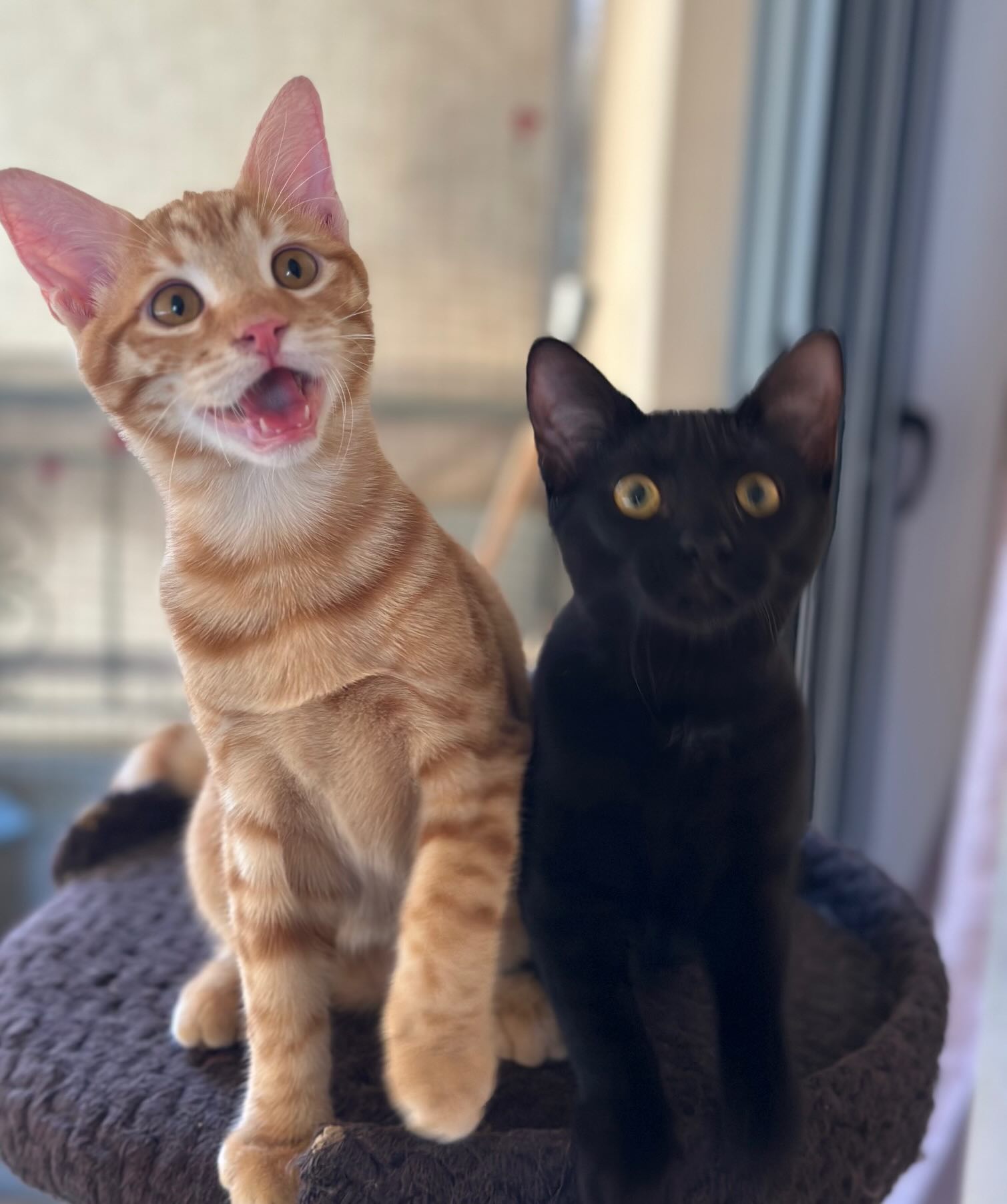 Elvis - Afbeelding 6