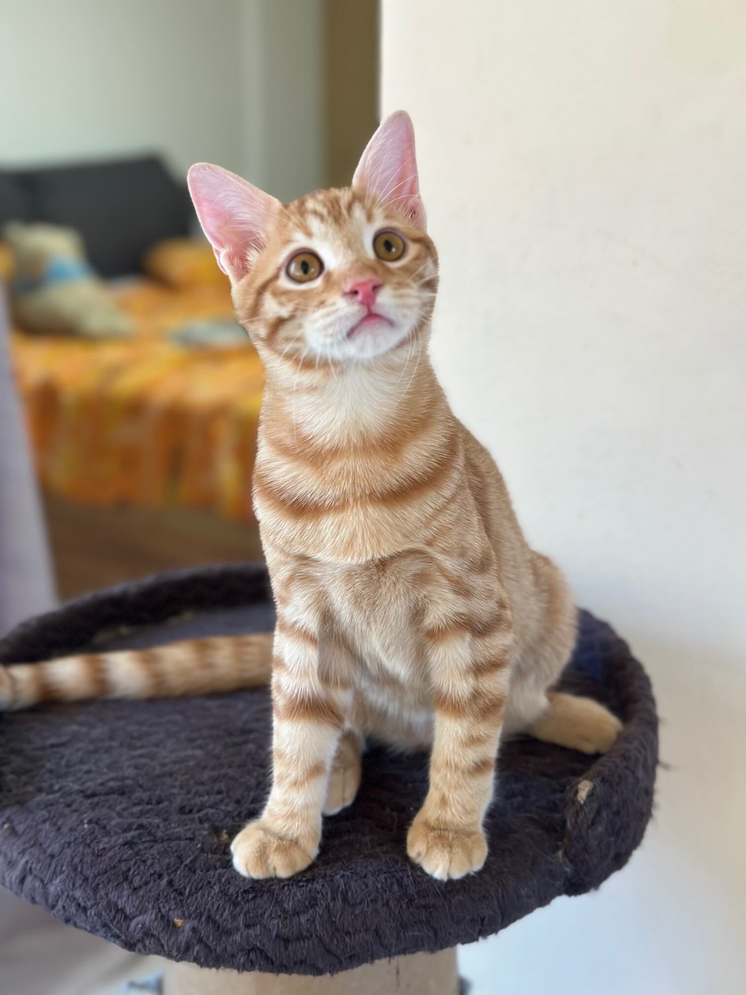 Elvis - Afbeelding 7