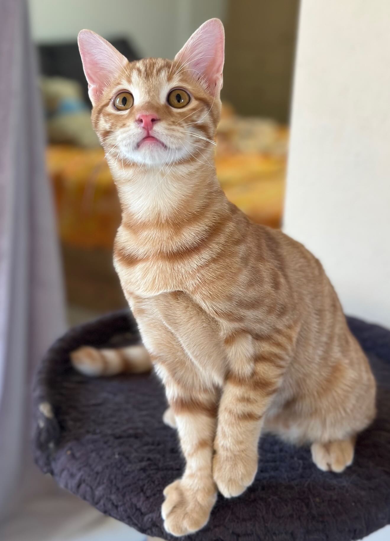 Elvis - Afbeelding 8