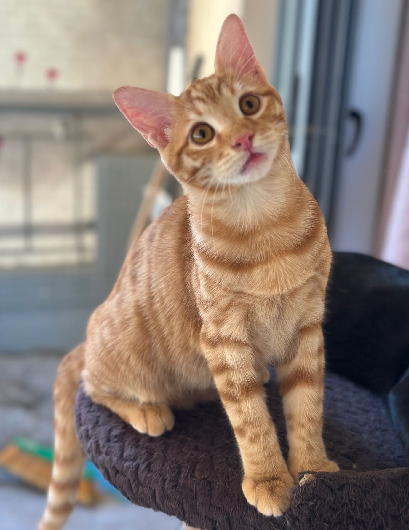 Elvis - Afbeelding 9