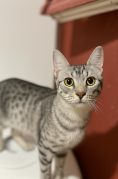 Cyperse kater Jasper is een binnenkat