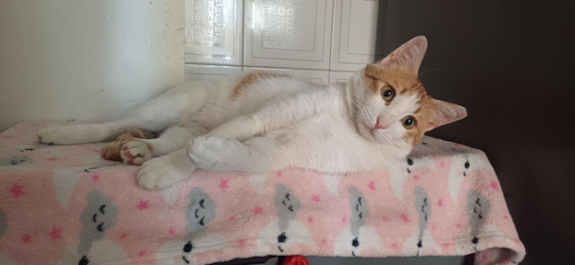 Leonidas - geadopteerd - Afbeelding 2