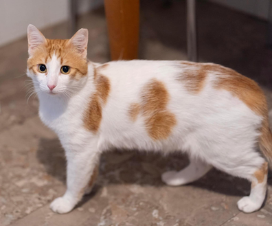 Leonidas - geadopteerd - Afbeelding 4