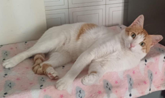 Leonidas - geadopteerd - Afbeelding 5