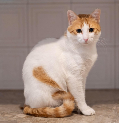 Leonidas - geadopteerd - Afbeelding 6