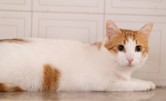 Leonidas - geadopteerd - Afbeelding 7