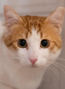 Rood-witte kater Leonidas is een binnenkat