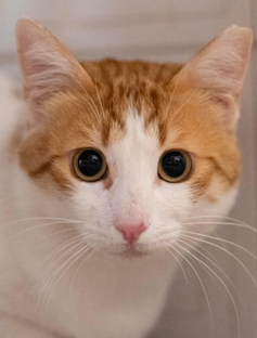 Rood-witte kater Leonidas is een binnenkat