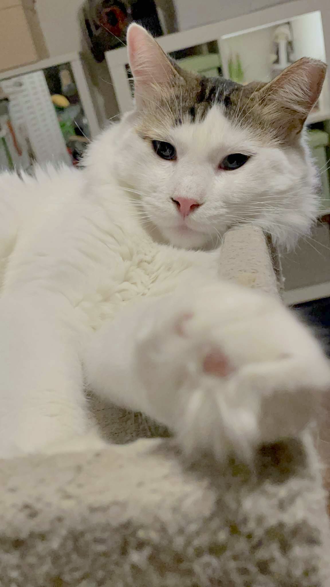 Mr. Holmes - Afbeelding 2