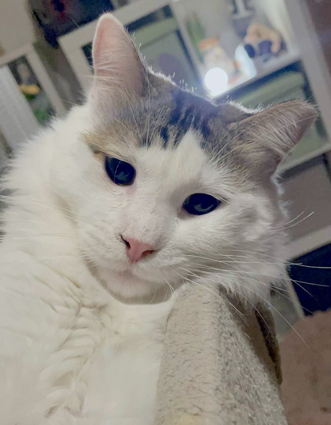 Mr. Holmes - Afbeelding 3