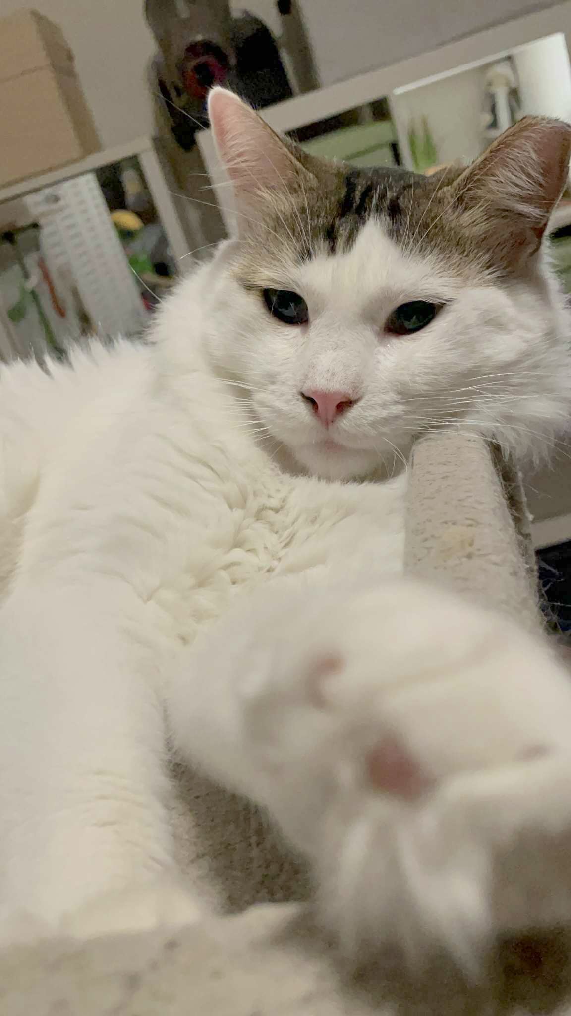 Mr. Holmes - Afbeelding 4