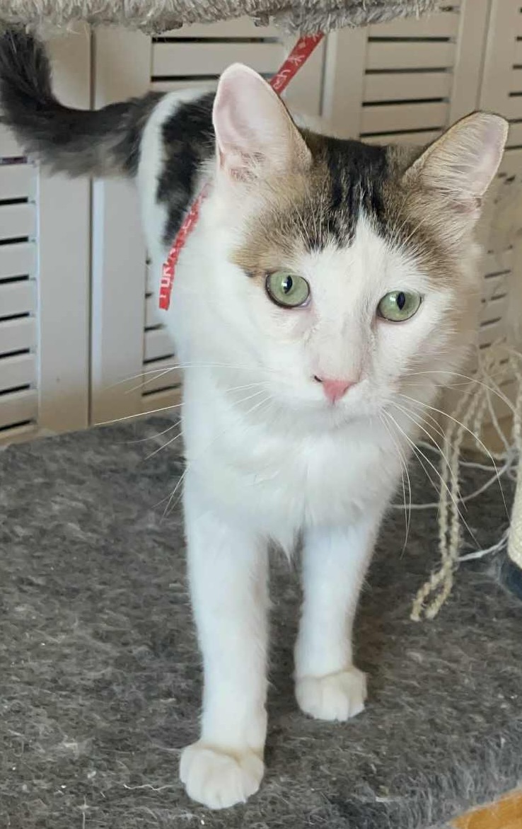 Mr. Holmes - Afbeelding 6