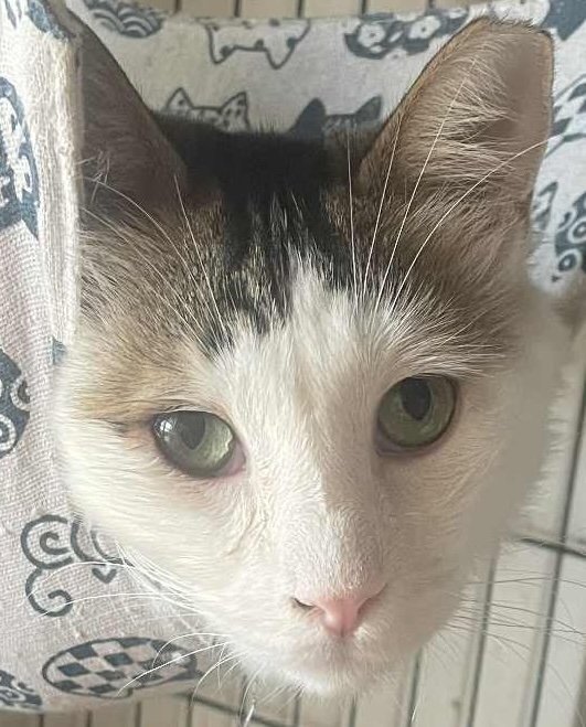 Mr. Holmes - Afbeelding 7