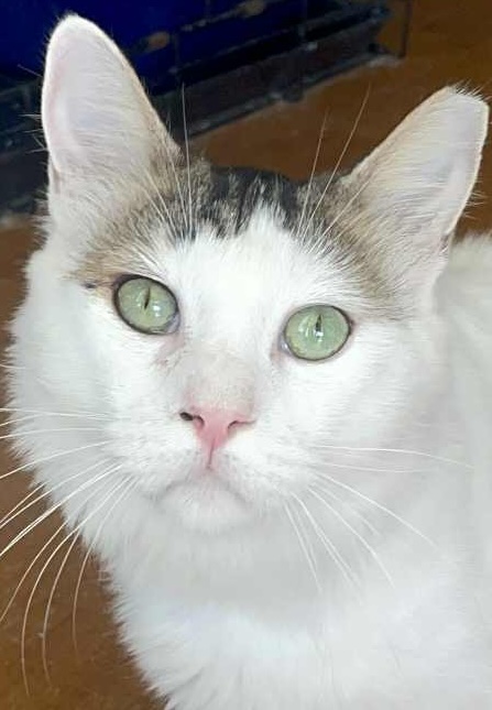 Halflangharige kat Mr Holmes is een binnenkat