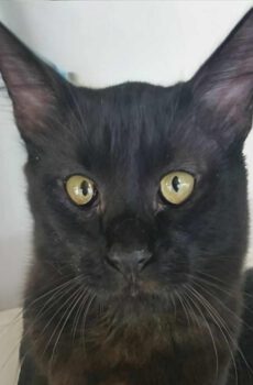 Coon - mix Maine Coon