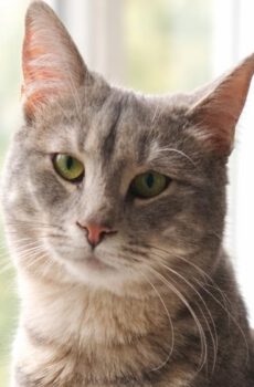 Dusty is een zilvergrijzen binnenkat met strepen