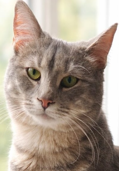 Dusty is een zilvergrijzen binnenkat met strepen