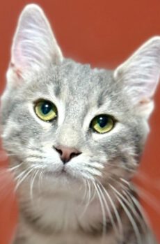 Kitten Dusty is een binnenkat