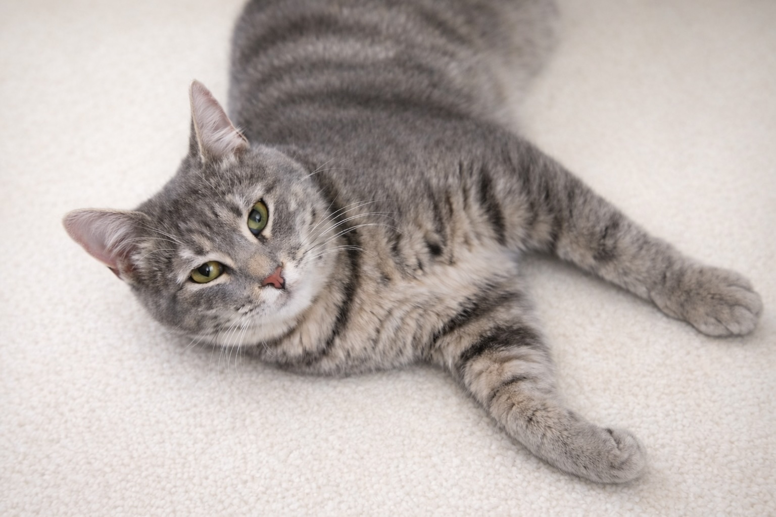 Dusty - gereserveerd - Afbeelding 3