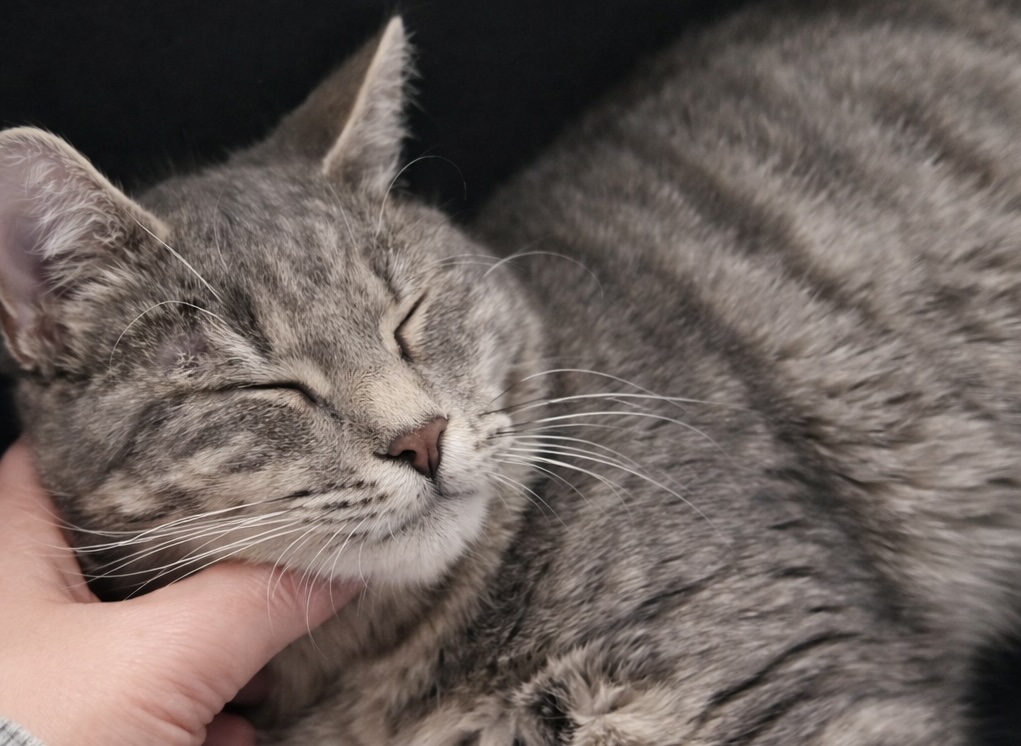 Dusty - gereserveerd - Afbeelding 4