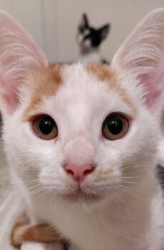 Wit-rode kitten Ivar is een binnenkat