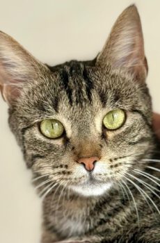 Binnenkat Joy is de ultieme knuffelkat