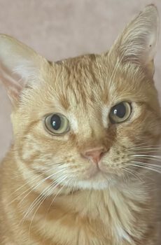 Rode kater Loek is een knuffelkat en binnenkat