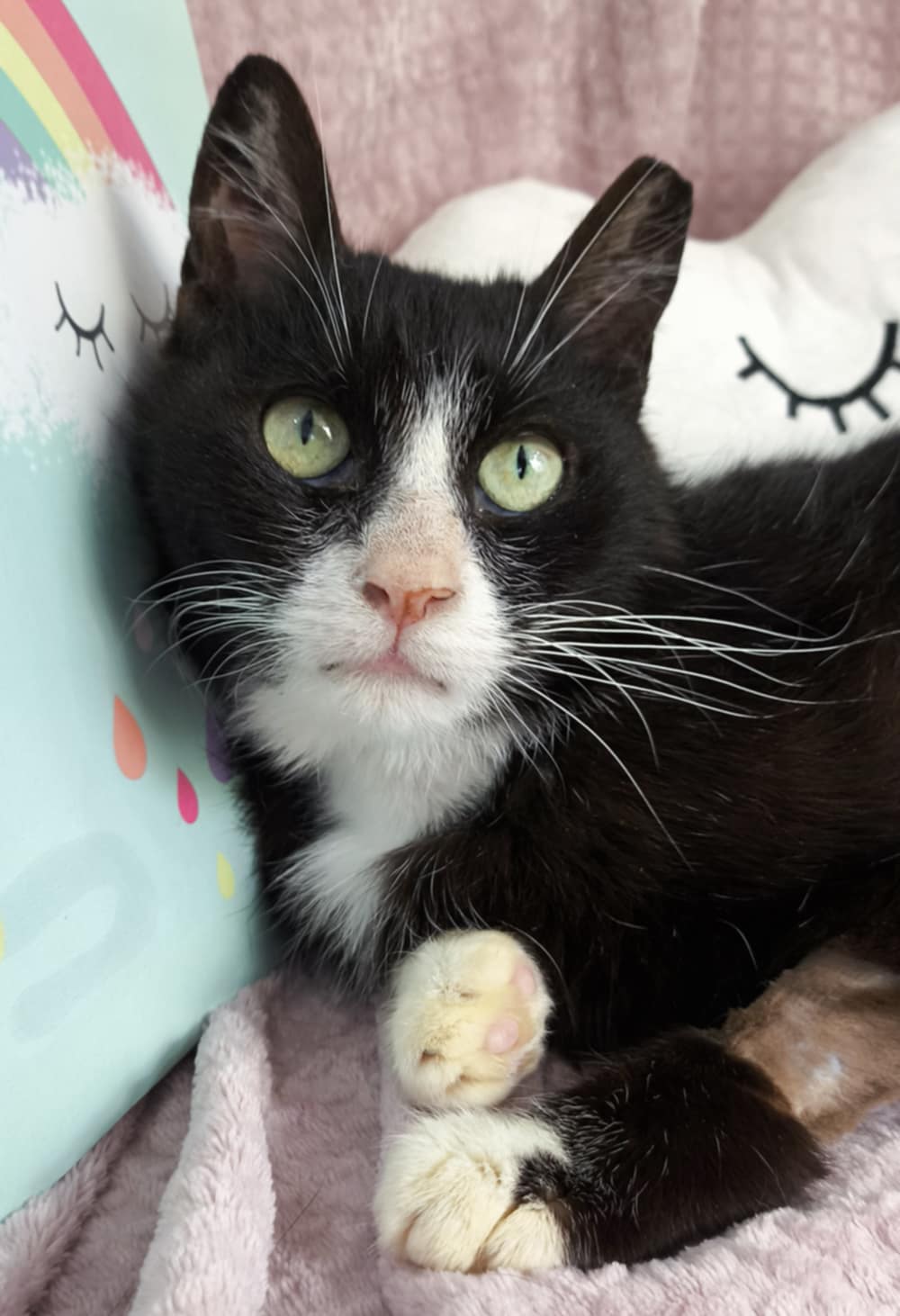 Lunox - Afbeelding 2