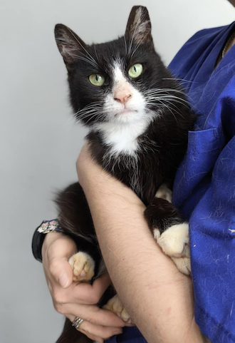 Lunox - Afbeelding 3