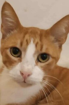 Rode kater Manolis is een binnenkat