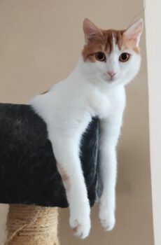 Wit-rode poes Moonpie is een binnenkat